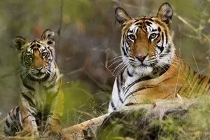 Bandhavgarh