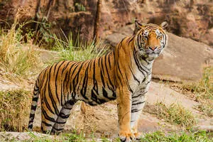 Jim Corbett