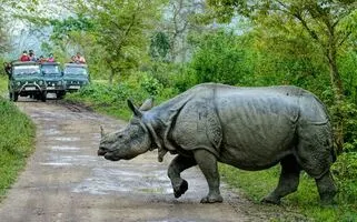 Kaziranga
