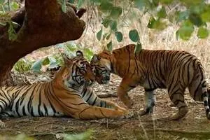 Ranthambore