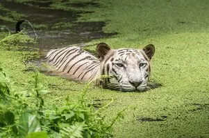 Sundarbans